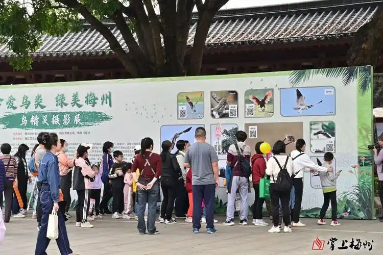 梅州第43届"爱鸟周"主题活动启动! - 梅州文明网