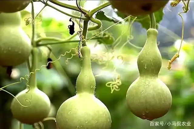 "天地鸿蒙未开时,唯一的先天灵根葫芦藤,结成了七