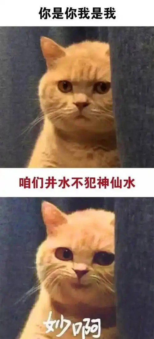 我是我,咱们井水不犯神仙水,妙啊 - 真是妙啊 _猫_妙啊_怼人表情表情