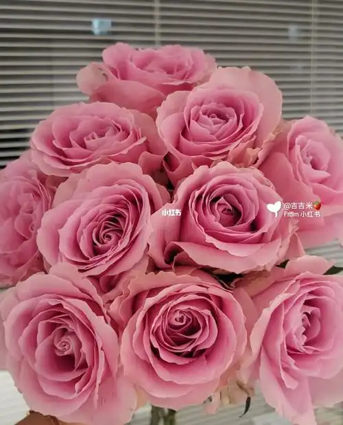 花花草草甜蜜雪山