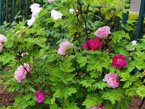 最美人间四月天菏泽牡丹艳无边