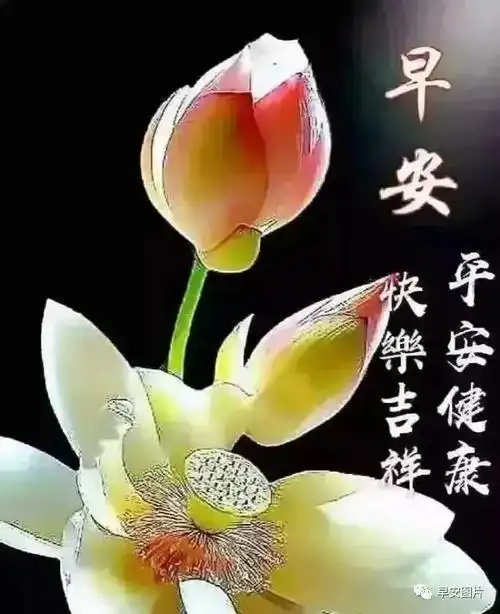 愿我们都彼此平安健康,幸福快乐!早上好~早上好!