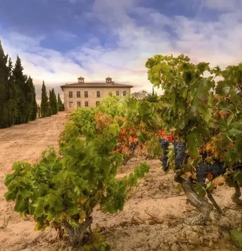 周末去哪玩?相约西班牙里奥哈好酒错过会后悔!_酒庄