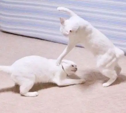 两只平时很正常的猫咪,结果一到打架时这画风.