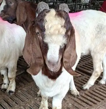 波尔山羊红头大耳朵大种公羊开脸大耳扇双脊背长身腰