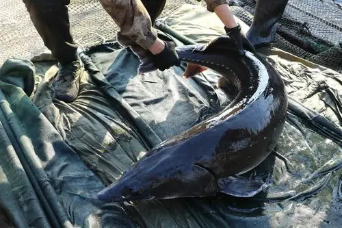 抚远特产鲟鳇鱼产地批发,养殖鲟鳇鱼多钱一斤,整条鲜鱼鲟鳇鱼供应商