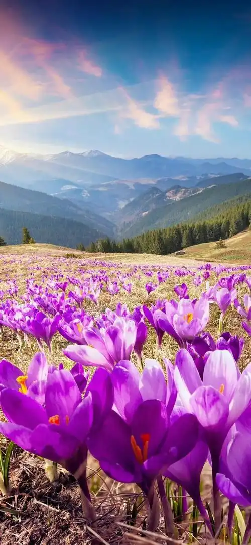 640_1386竖版 竖屏