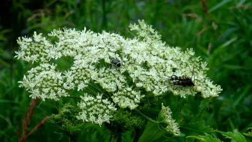 日月峡中草药:独活(白芷)