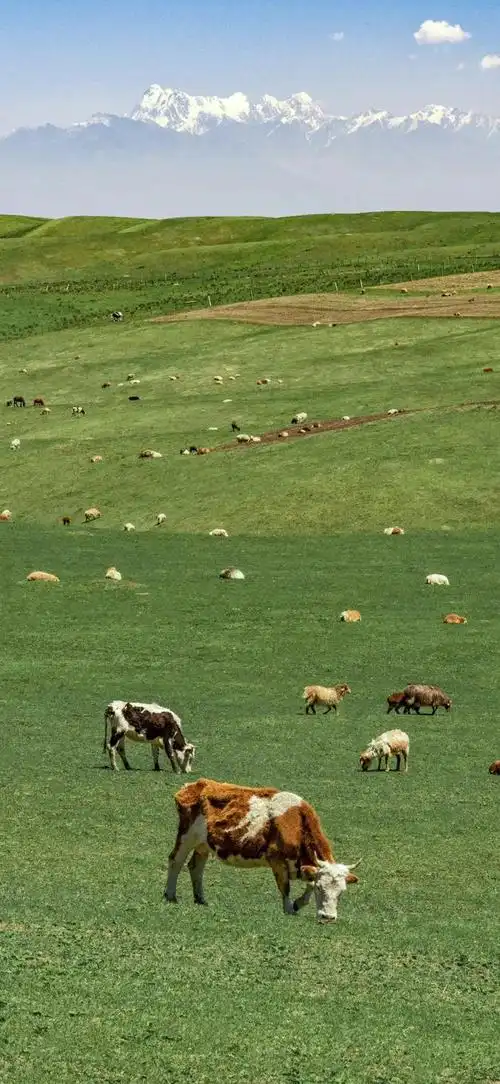 壁纸 草原 桌面 660_1431 竖版 竖屏 手机