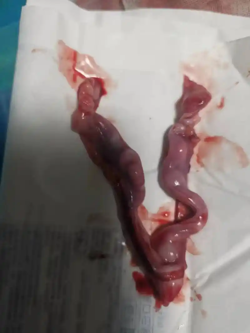 花生06米大小的胚胎……有元人除烦恼,渡有缘狗! - 抖音