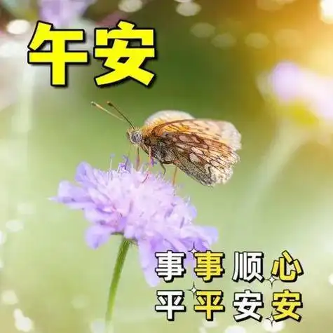 中午好图片大全午安美图愿你事事顺心