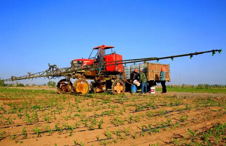 张掖甘州制种玉米田管忙