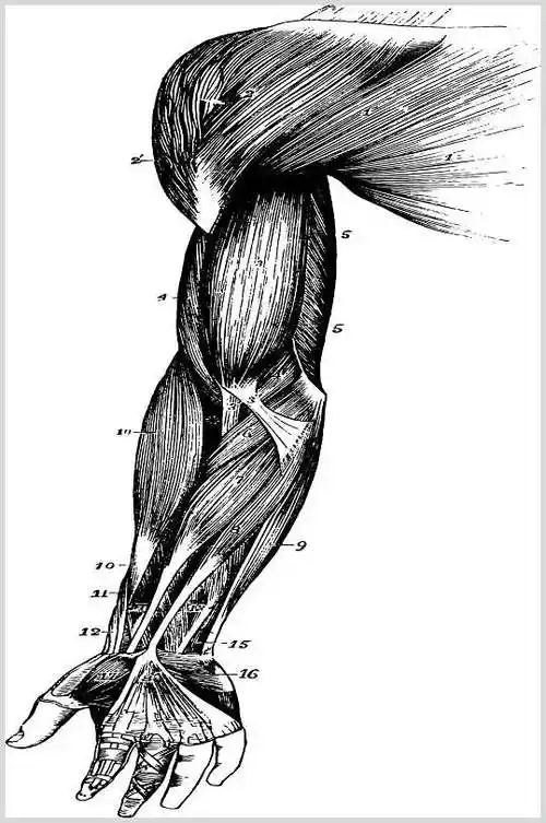 时尚肌肉手臂黑色复古医学矢量素材