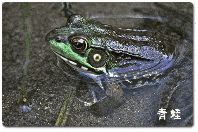 为了防止受伤,青蛙眼睛其实是可以退缩的.