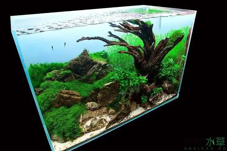 大师作品水草缸90缸超赞沉木设计