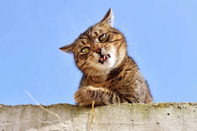 搞笑趣图:长颈鹿幽默,看来吐舌头也是动物界通用的啊!