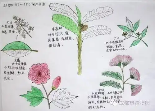 简单又好看的牵牛花的手抄报好看的手抄报