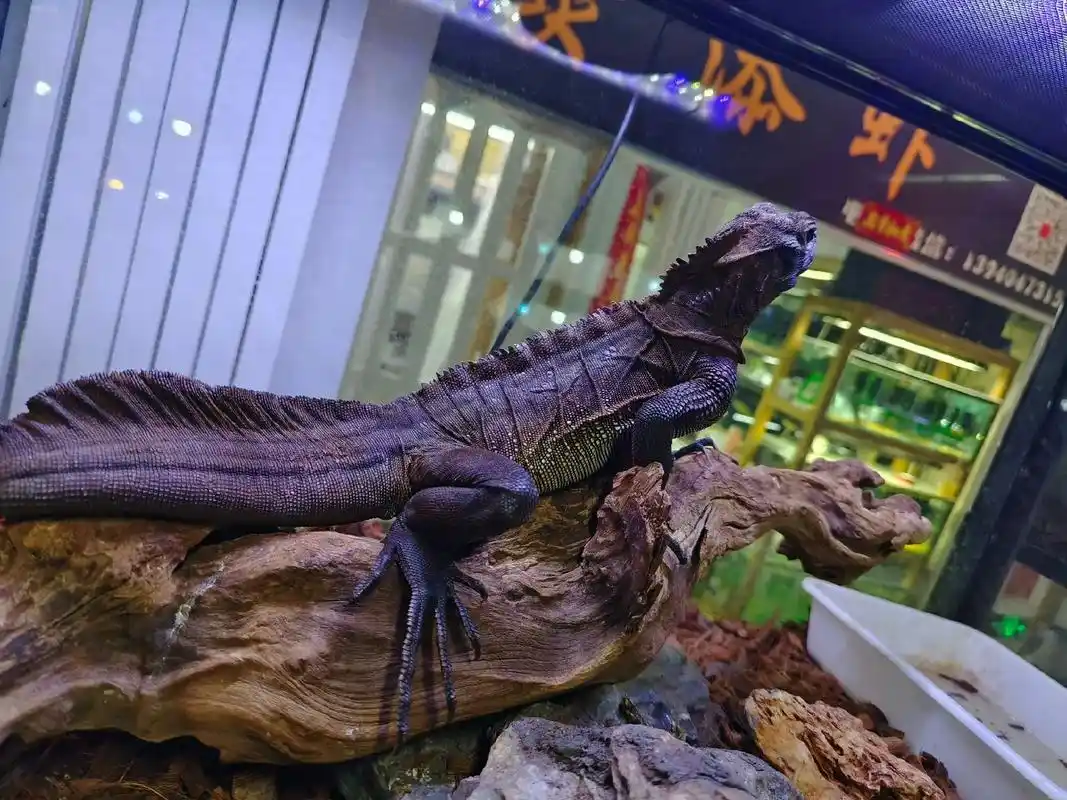 菲律宾9193斑帆蜥.合法大型蜥蜴06#爬行动物 #爬宠 # - 抖音