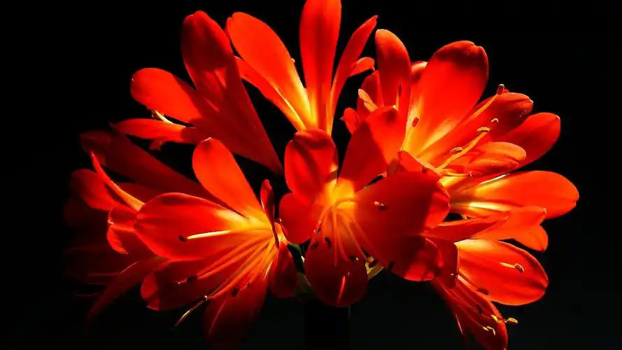 君子兰【大漠摄影】