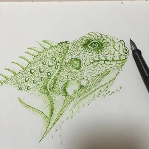 钢笔手绘绿鬣蜥