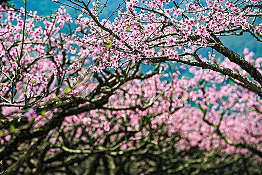 桃林,桃花,桃树