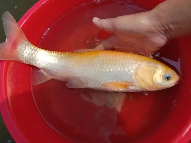 金草鱼苗俄罗斯金草鱼基地直供金丝草鱼苗红眼金草鱼苗