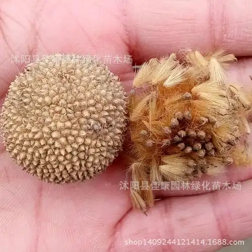 林木种子优质法国梧桐树种子法桐种子三球悬铃木种子祛汗树净土树