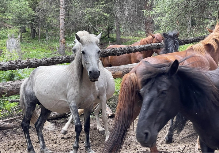 精准培训助力 为"哈萨克马"标准化养殖保驾护航