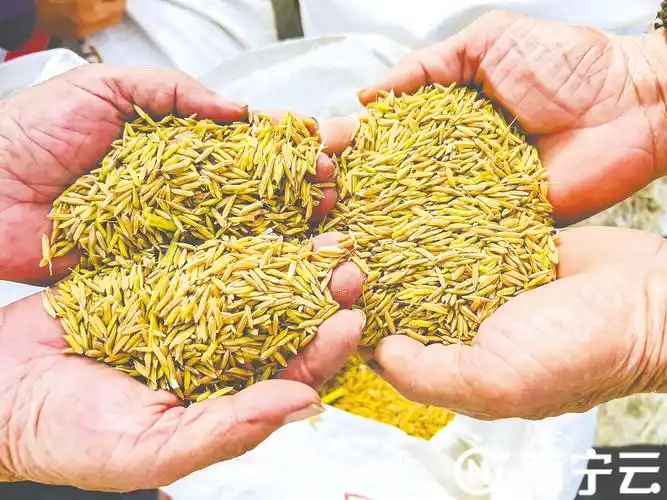 南宁农田遍地金黄早稻丰收喜人