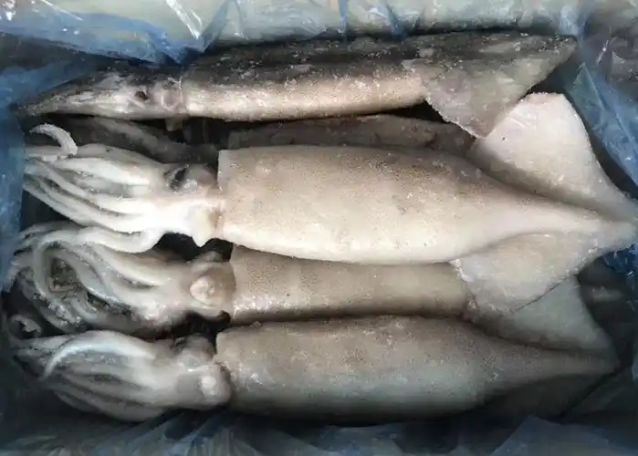 冷冻鱿鱼 整条鱿鱼