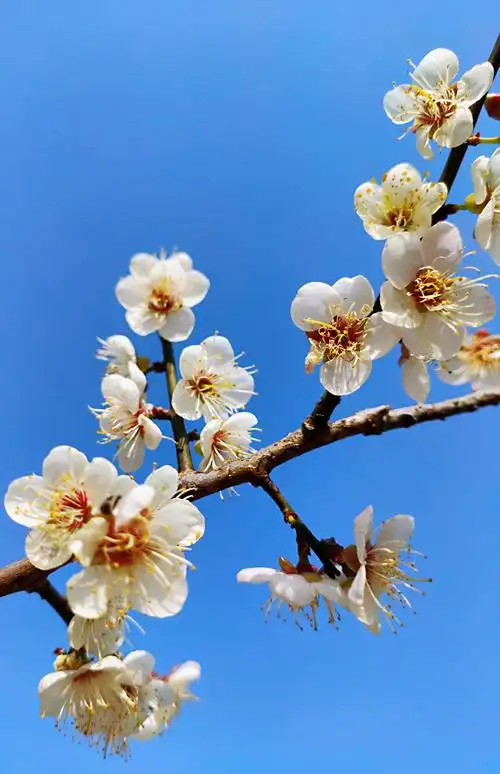 美景是谁裁,梅花独自开