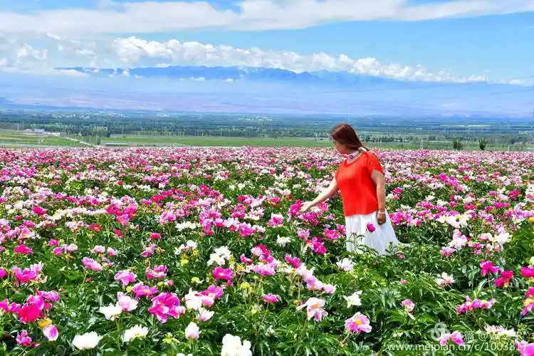 伊宁县天山花海旅游景区(1)