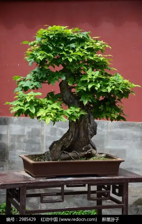 美丽的盆景艺术