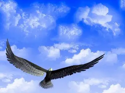 蓝天上的大自然在天空中飞翔的老鹰天空中的鹰翱翔天空的秃鹰展翅秃鹰