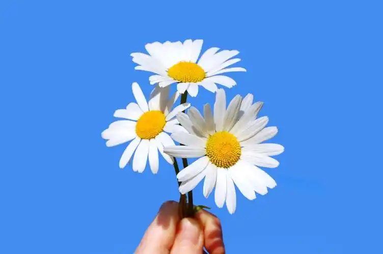 手拿一朵雏菊,手拿一朵雏菊在蓝蓝的天空