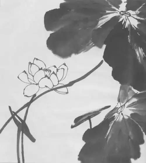 水墨画荷花简单初学,水墨画荷花(水墨荷花详细画法步骤)
