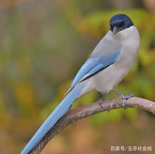 灰喜鹊,鸣声宏亮且粗厉,无韵律