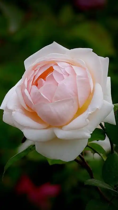 月季,月季花,清新花卉,唯美鲜花,手机壁纸清新月季花