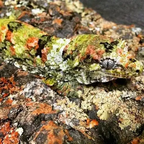 达尔文计划 160 号物种 | 魔物守宫|树栖|野生动物|动物知识_网易订阅