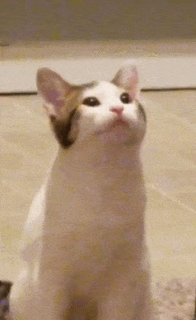 每次看到这只阿巴阿巴猫就会不由自主滴对自己啵啵