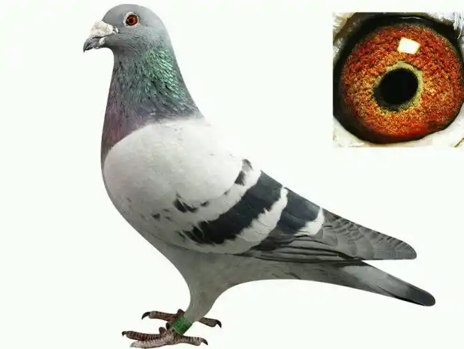 (图)-信鸽资讯-中国信鸽信息网