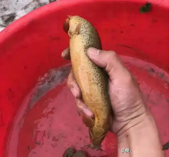 两周涨12元,大泥鳅冲击30元!泥鳅苗供不应求