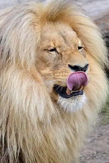 这才叫金毛狮王,这发型没有之一只有唯一