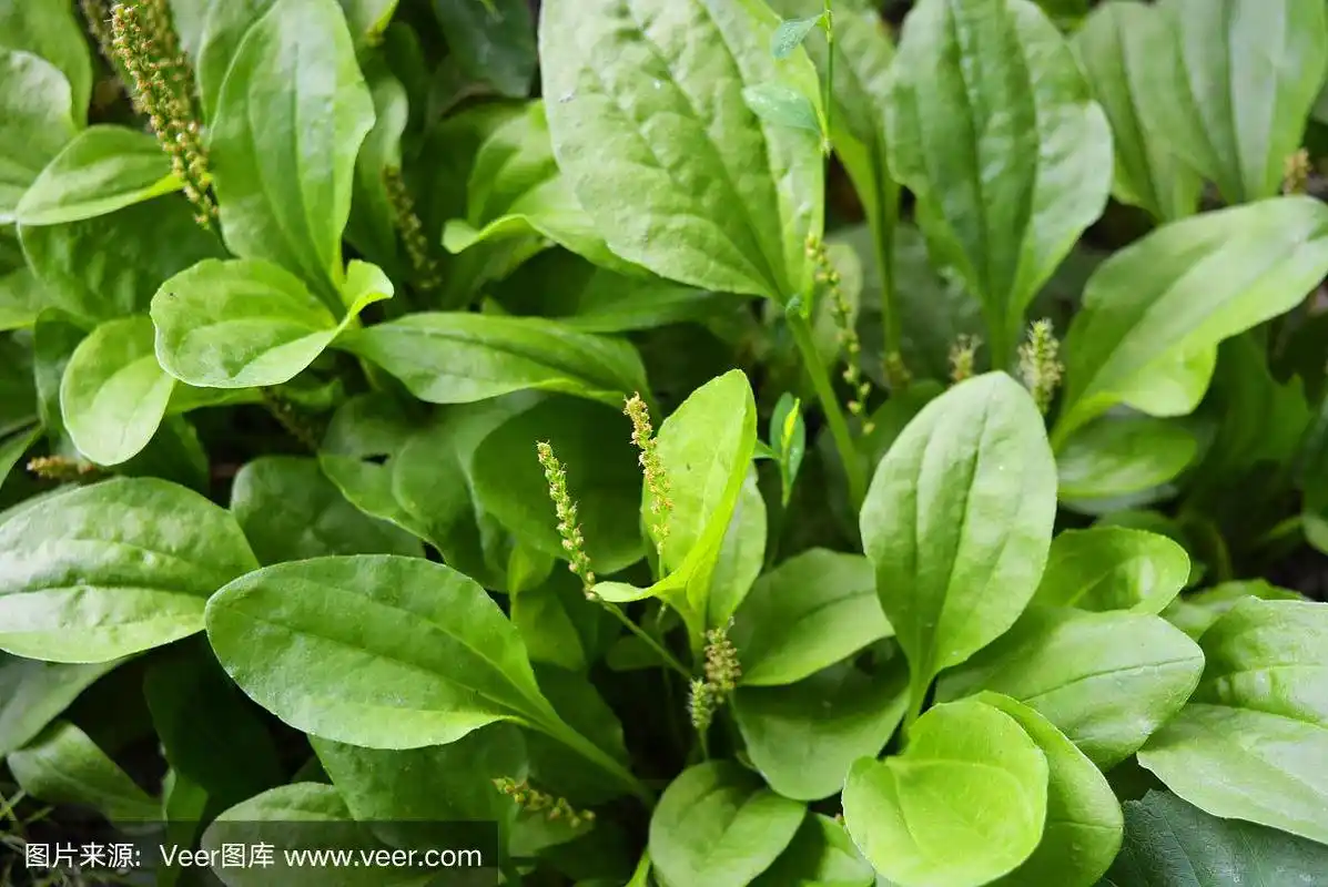 一片绿色的林间空地,是大车前草的叶子和种子,蕨类植物,大车前草.