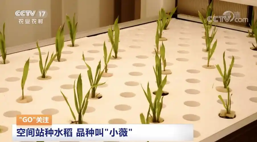 在太空养鱼,种水稻是一种什么样的体验?_养殖_中国科学院_空间站