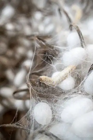 吐丝的蚕图片_吐丝的蚕高清图片_全景视觉