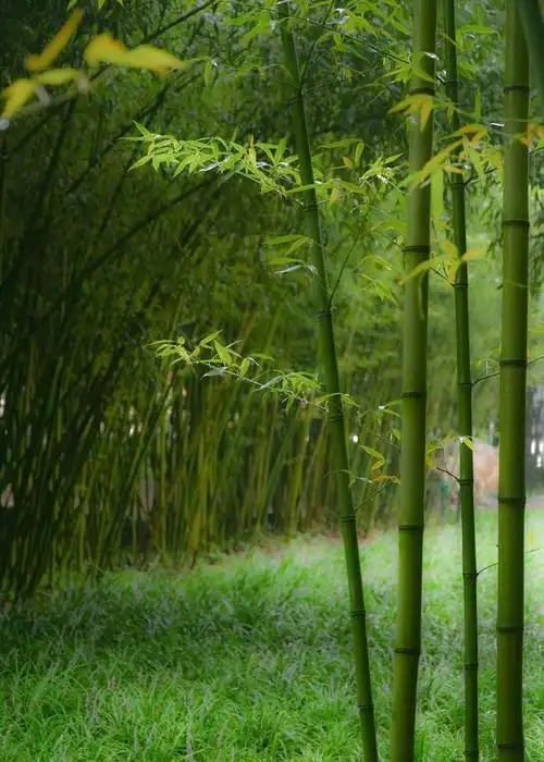 雨中的竹林
