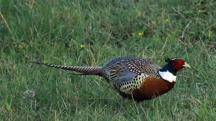 野山鸡秀秀.摄影宋志勇.