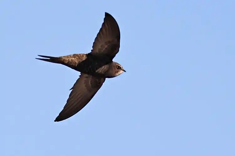 求北京雨燕大图写真