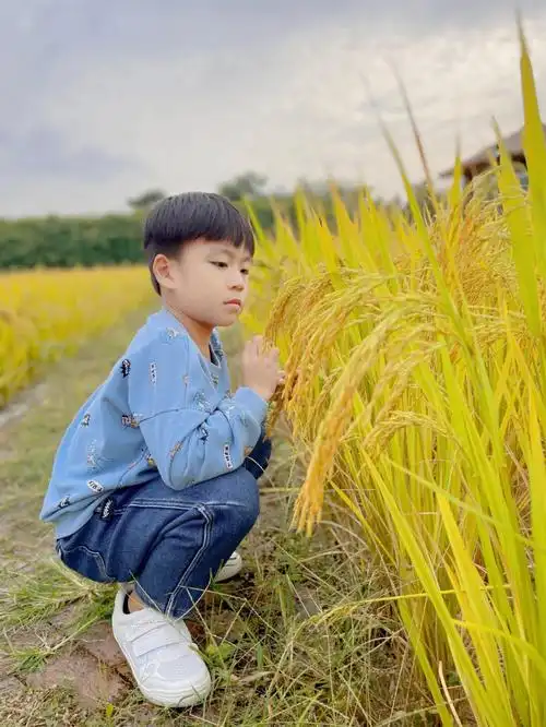 小朋友第一次看到稻田是怎样的体验